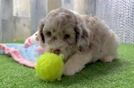 Happy Cockapoo Baby