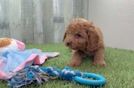 Cavapoo Pup Being Cute
