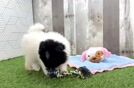 Meet Finny - our Pomeranian Puppy Video