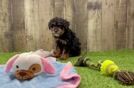 Happy Caniche Purebred Puppy