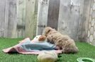 Meet Funyun - our Poochon Puppy Video  - Florida Fur Babies Best Poochon Baby