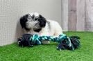 Mini Schnoodle Pup Being Cute