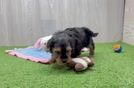 Energetic Yorkipoo Poodle Mix Puppy