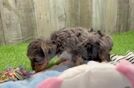 Yorkie Poo Puppy for Adoption