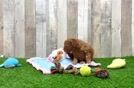 Best Mini Goldendoodle Baby
