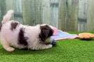 Maltipoo Pup Being Cute