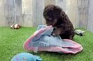 Happy Cockapoo Baby