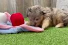 Friendly Mini Aussiedoodle Baby