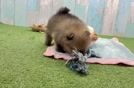 Little Pomeranian Baby