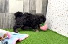 Funny Mini Bernedoodle Poodle Mix Pup