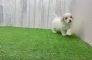 Best Cockapoo Baby