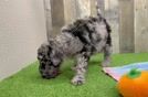 Mini Sheepadoodle Puppy for Adoption