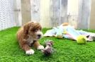 Best Poodle Baby
