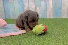 Playful Cavapoodle Poodle Mix Puppy