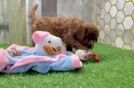 Friendly Cavapoo Baby