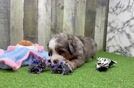 Best Mini Bernedoodle Baby