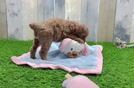 Energetic Caniche Purebred Puppy