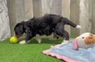 Mini Bernedoodle Puppy for Adoption