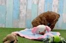 Mini Goldendoodle Puppy for Adoption