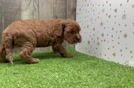 Energetic Cavoodle Poodle Mix Puppy