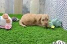 Friendly Cockapoo Baby