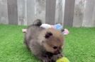 Hypoallergenic Pomeranian Baby