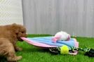 Fluffy Mini Goldendoodle Poodle Mix Pup