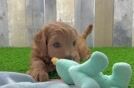 Small Mini Goldendoodle Baby