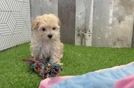 Best Maltipoo Baby