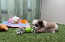 Smart Teddy Bear Designer Pup