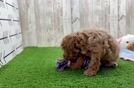 Best Poochon Baby