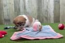 Smart Shih Pom Designer Pup