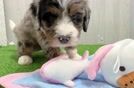 Energetic Mini Bernadoodle Poodle Mix Puppy