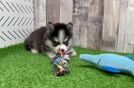 Pomsky Pup Being Cute