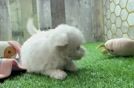 Hypoallergenic Maltese Purebred Pup