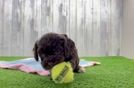 Funny Cockapoo Poodle Mix Pup