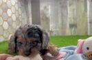 Cute Cavapoo Baby