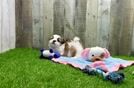 Petite Teddy Bear Designer Pup