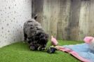 Meet Ego - our Mini Goldendoodle Puppy Video