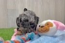 Cute Shih Poo Baby