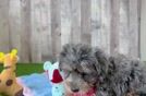 Meet Bethany - our Mini Schnoodle Puppy Video