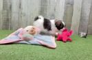 Playful Shipom Designer Puppy