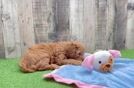 Adorable Golden Retriever Poodle Mix Poodle Mix Puppy