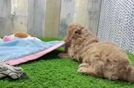 Best Mini Goldendoodle Baby