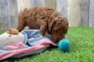 Fluffy Cockapoo Poodle Mix Pup