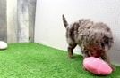 Cavapoo Puppy for Adoption