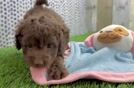 Cockapoo Puppy for Adoption