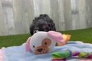 Meet Ray - our Cavapoo Puppy Video  - Seaside Pups Cavapoo Pup Being Cute