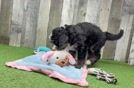 Little Mini Bernesedoodle Poodle Mix Puppy