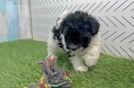 Havapoo Puppy for Adoption